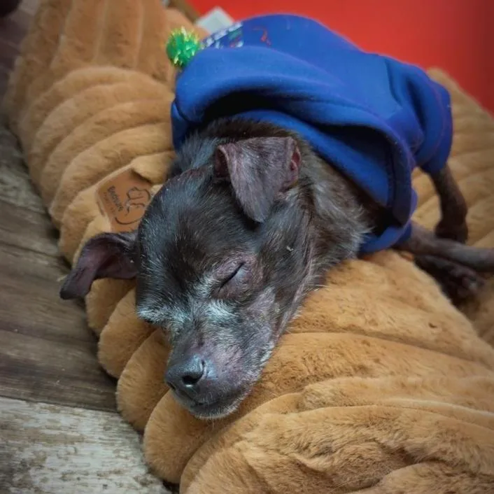 A senior small-sized female Black Chihuahua dog named Molly for adoption in Blairsville, PA