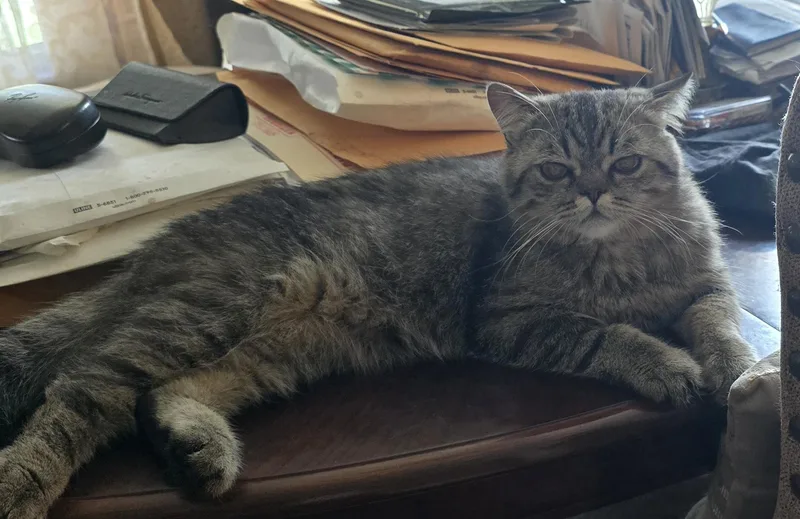 A baby medium-sized male Tabby (Buff / Tan / Fawn) British Shorthair cat named Loki for adoption in Indianapolis, IN