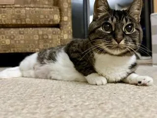 An adult medium-sized female Domestic Short Hair cat named Gigi for adoption in Minneapolis, MN
