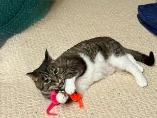 Gigi thumbnail 2