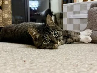 Gigi thumbnail 3