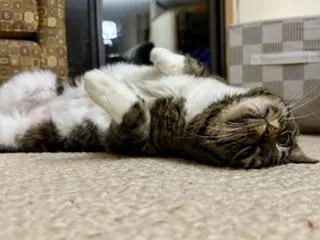 Gigi thumbnail 5