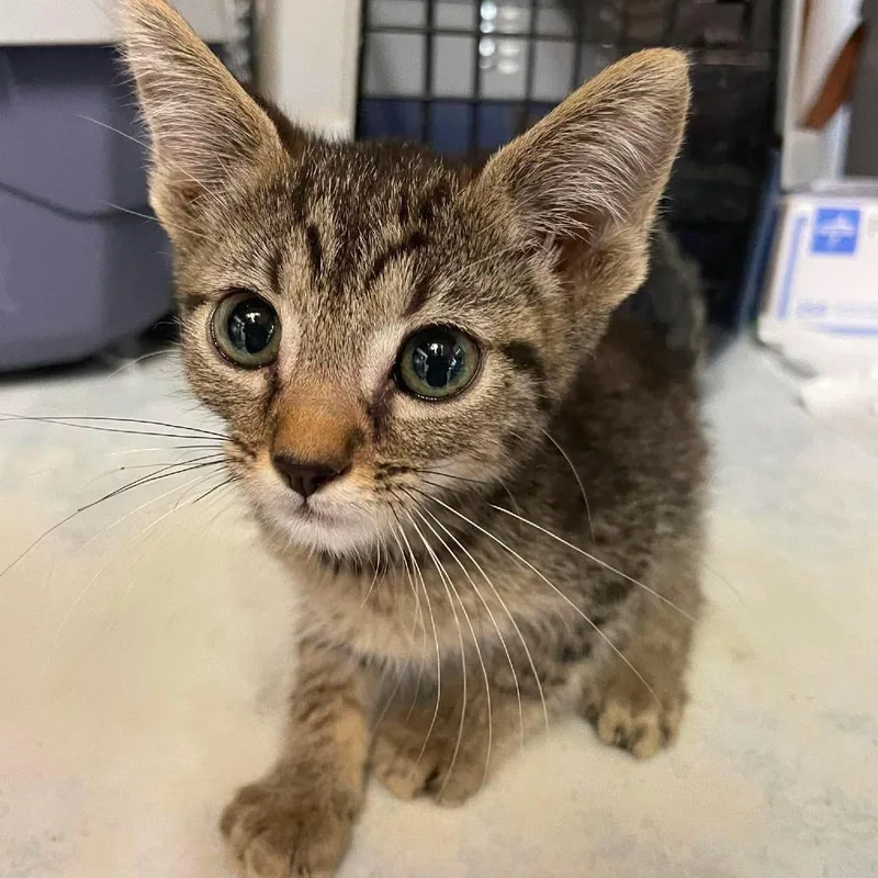 A baby small-sized male Brown / Chocolate Domestic Short Hair cat named Ralphie for adoption in Hemet, CA