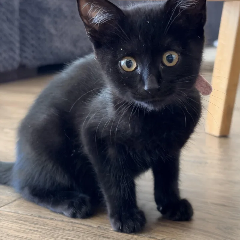 A baby small-sized female Black Domestic Medium Hair cat named Sera for adoption in Hollister, CA