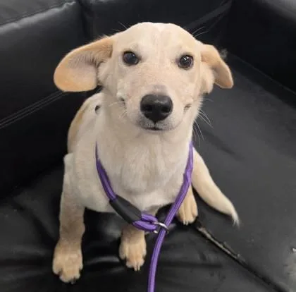 A baby medium-sized female Terrier dog named Dobby for adoption in West Chester, PA