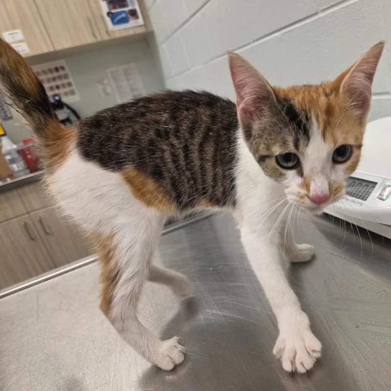 A baby small-sized female Calico Domestic Short Hair cat named Taco Bell for adoption in Chattanooga, TN