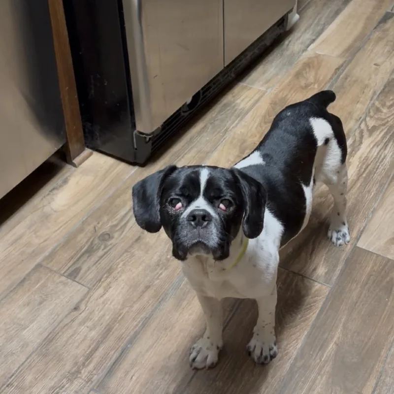 An adult small-sized male Black Boston Terrier dog named Sergio for adoption in New Orleans, LA