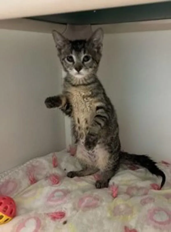 A baby medium-sized female Domestic Short Hair cat named Xena for adoption in Salt Lake City, UT