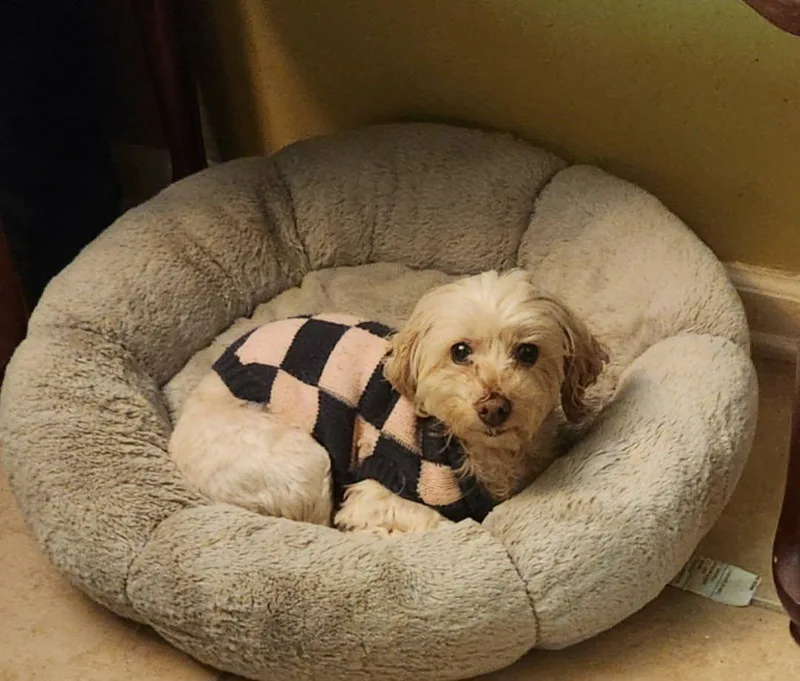 A senior small-sized female Maltese dog named Celine Moore for adoption in Saunderstown, RI