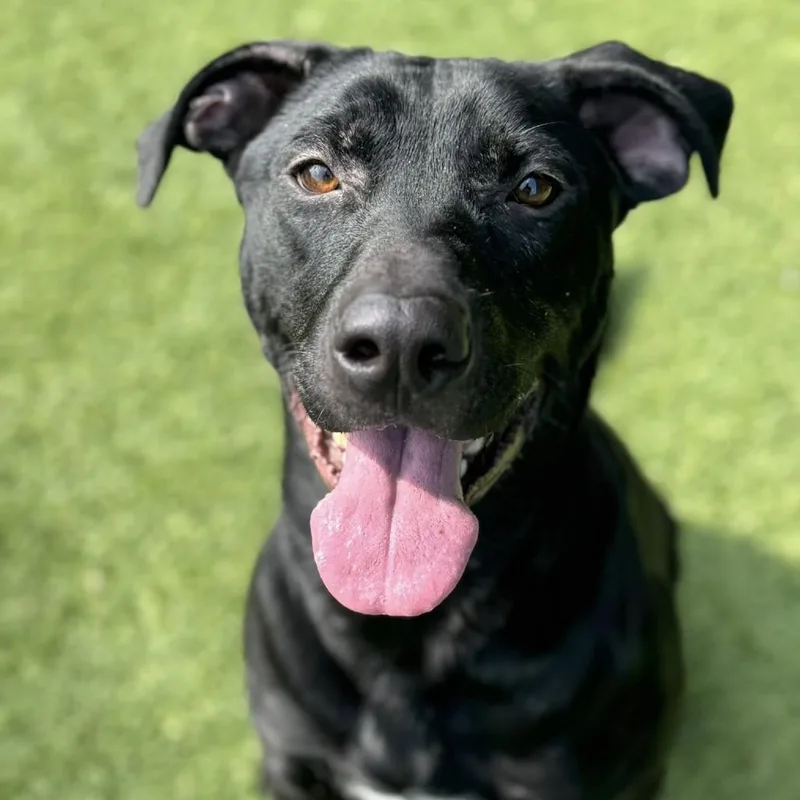 An adult large-sized male Black Black Labrador Retriever dog named Dee for adoption in Monticello, IA