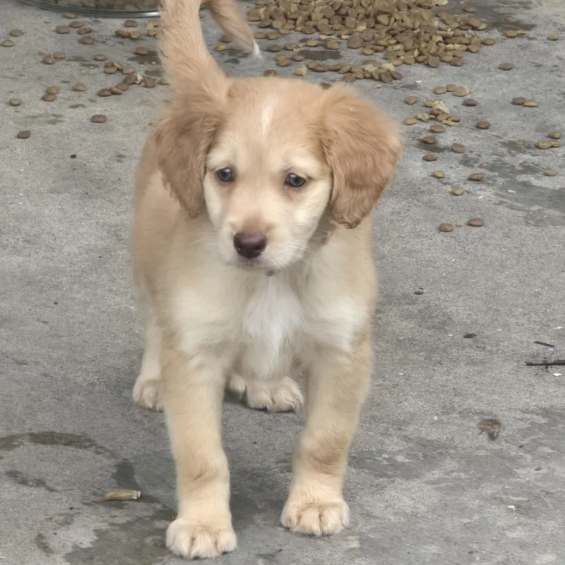 A baby medium-sized female Golden Brittany Spaniel dog named Dorothy for adoption in Fredericksburg, VA