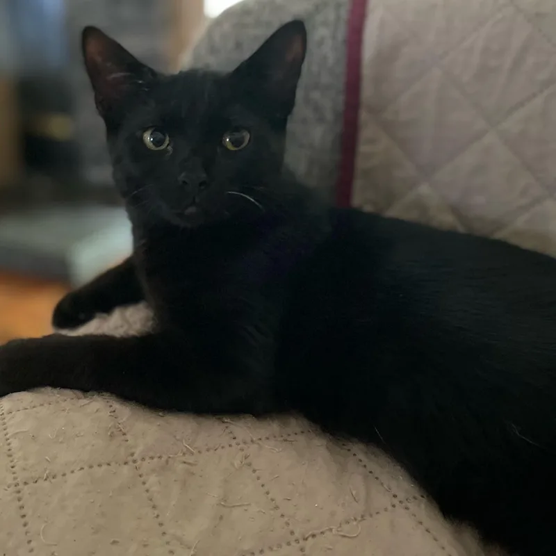 A baby medium-sized male Black Domestic Short Hair cat named Dash for adoption in Johnson City, TN