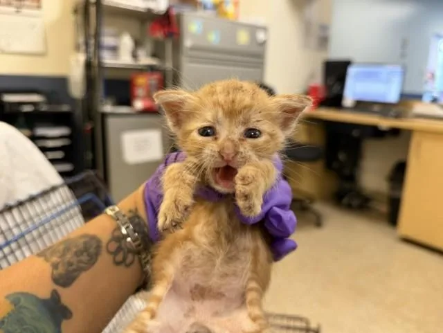 A baby small-sized female Domestic Short Hair cat named Nutmeg for adoption in Miami, FL