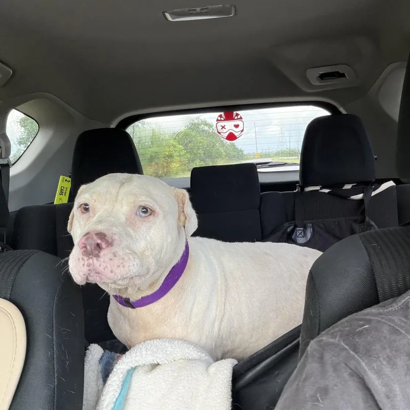 A senior small-sized female Mixed Breed dog named Honey for adoption in Springboro, OH