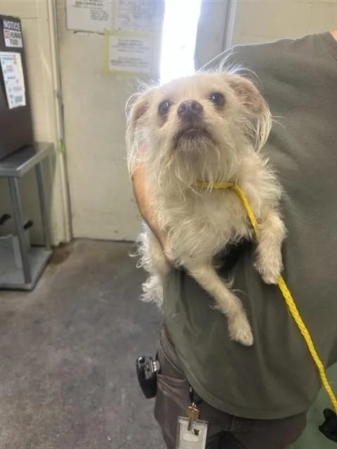 A young small-sized male Terrier dog named Piggy Joe for adoption in Sacramento, CA
