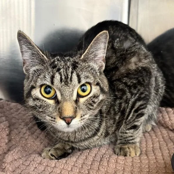 A baby small-sized female Tabby (Gray / Blue / Silver) Domestic Short Hair cat named Evelyn for adoption in North Haven, CT