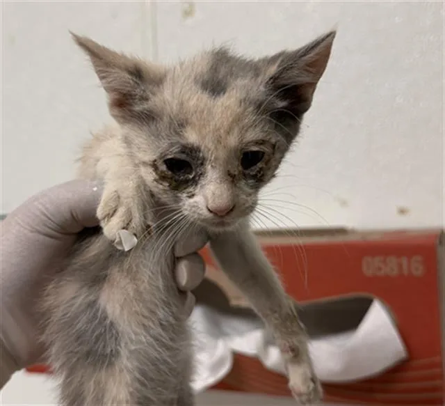 A baby small-sized female Domestic Short Hair cat named Felicity for adoption in Bakersfield, CA