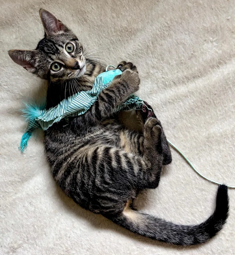 A baby medium-sized male Domestic Short Hair cat named Peas for adoption in Ridgefield, CT