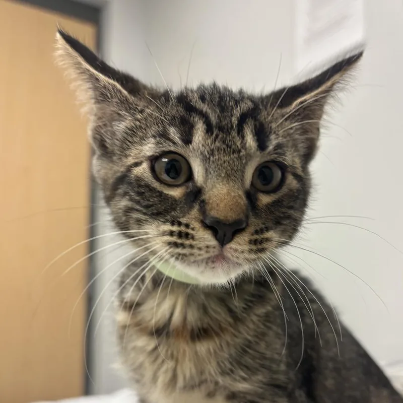 A baby small-sized female Brown / Chocolate Domestic Short Hair cat named Waterloo for adoption in Jacksonville, FL