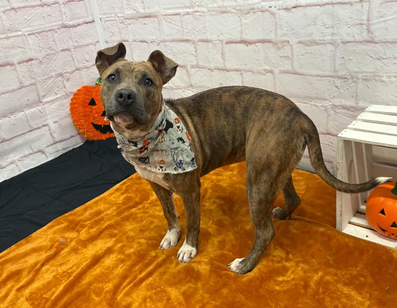 A baby medium-sized female Pit Bull Terrier dog named Cheerio for adoption in Oxford, MI