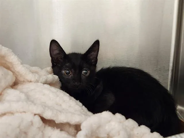 A baby large-sized male Domestic Short Hair cat named A for adoption in Las Vegas, NV