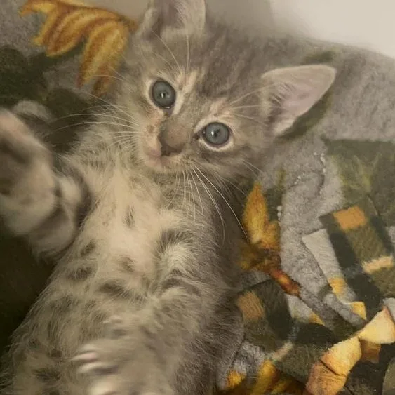 Nutmeg thumbnail 3
