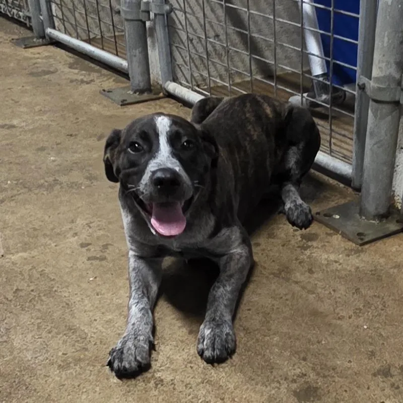 A young medium-sized female Brindle Australian Cattle Dog / Blue Heeler dog named AUROTilly for adoption in Aurora, MO