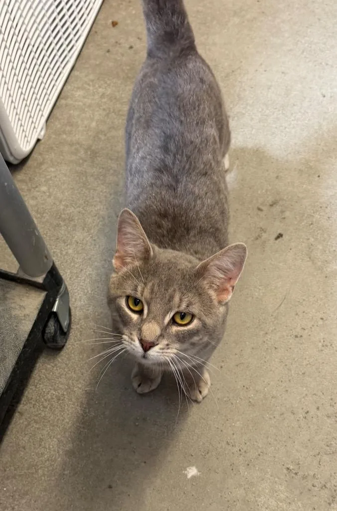 An adult medium-sized male Domestic Short Hair cat named Howard for adoption in Virginia, MN