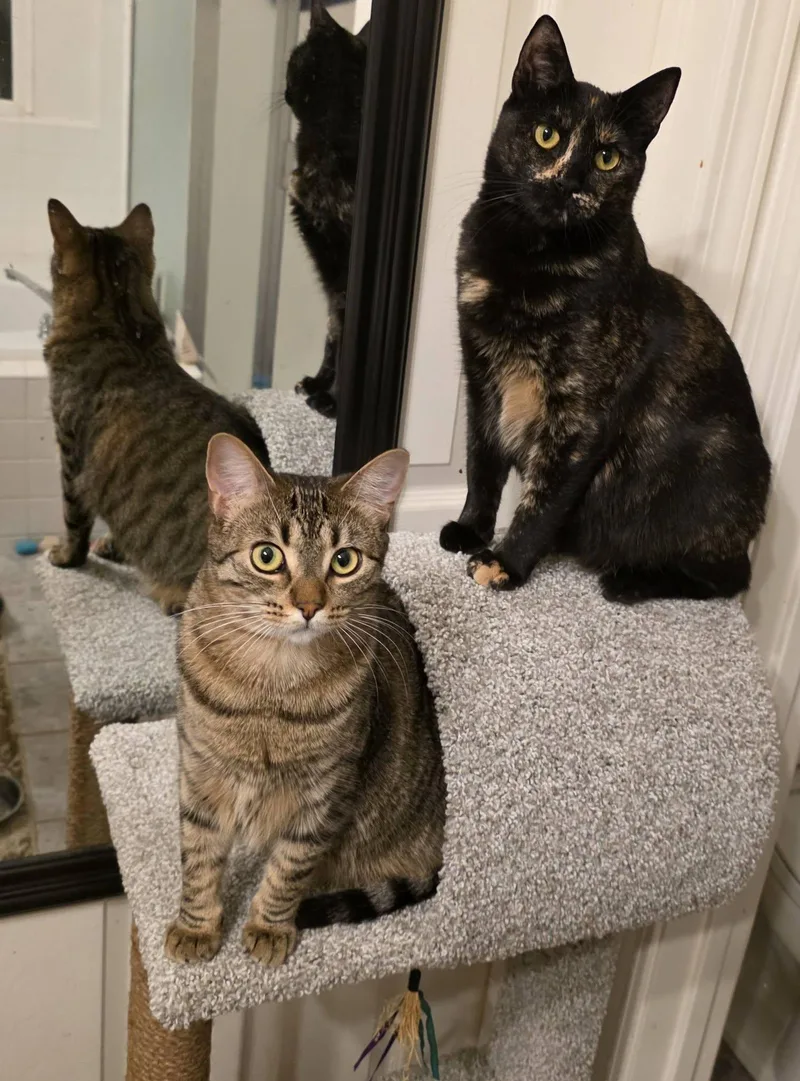 A young large-sized female Brown / Chocolate Domestic Short Hair cat named Saffron for adoption in Brentwood, CA