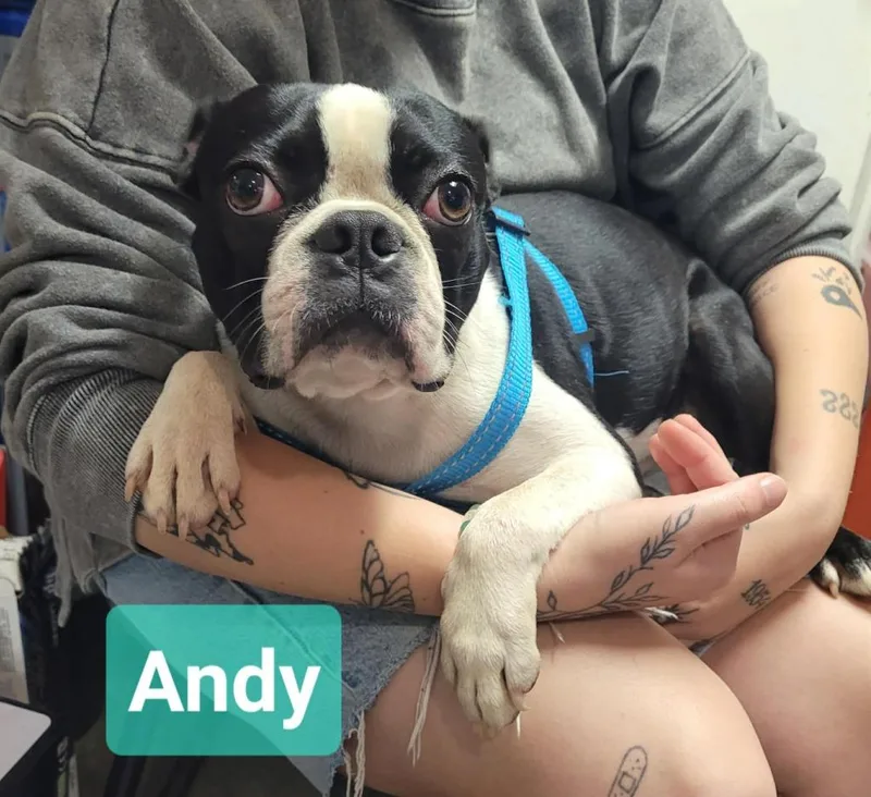 Andy