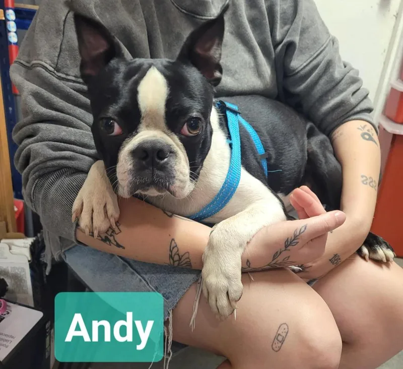 Andy thumbnail 2