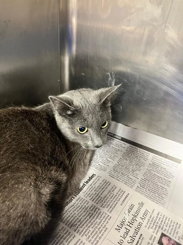 A young large-sized female Domestic Short Hair cat named Zoey for adoption in Hopkinsville, KY