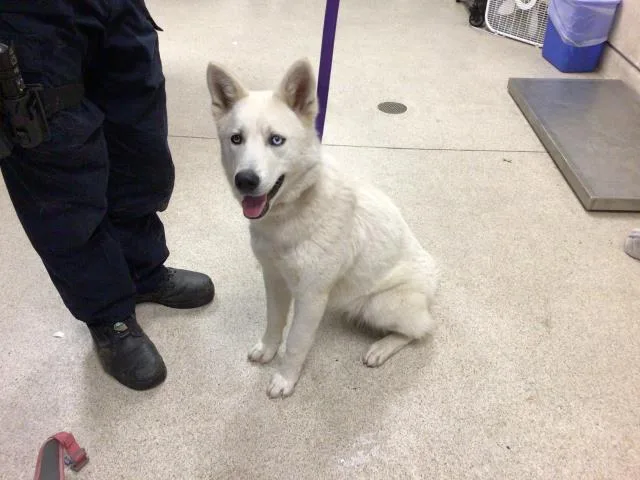 A young medium-sized female Siberian Husky dog named Daisy for adoption in Riverside, CA