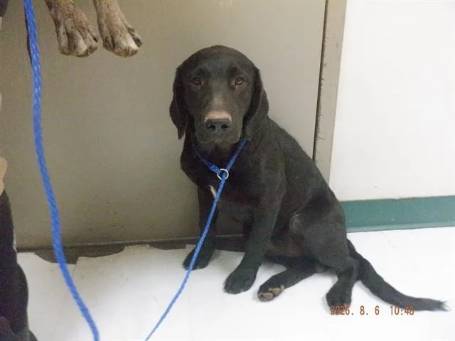 A young small-sized male Labrador Retriever dog named Tucker for adoption in Oroville, CA