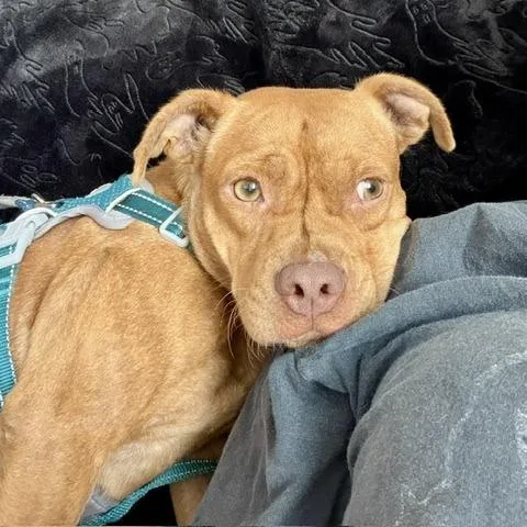 An adult medium-sized female Mixed Breed dog named Georgina for adoption in Gainesville, FL