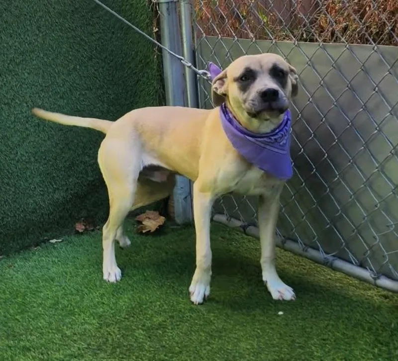 An adult medium-sized male White / Cream American Staffordshire Terrier dog named Winston for adoption in Magnolia, TX