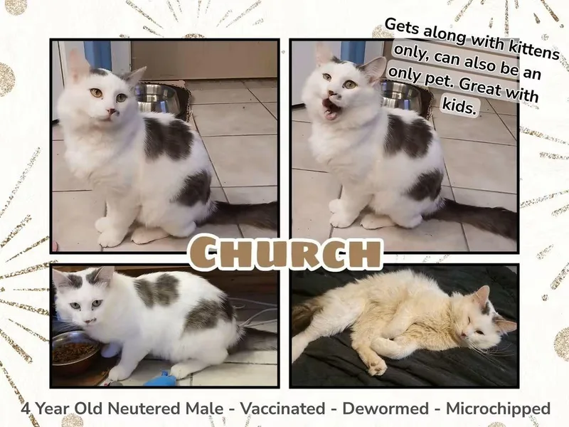 An adult medium-sized male Domestic Long Hair cat named Church for adoption in Brigham City, UT
