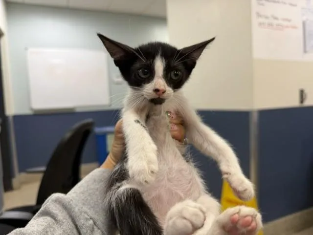A baby small-sized female Domestic Short Hair cat named Stella for adoption in Miami, FL