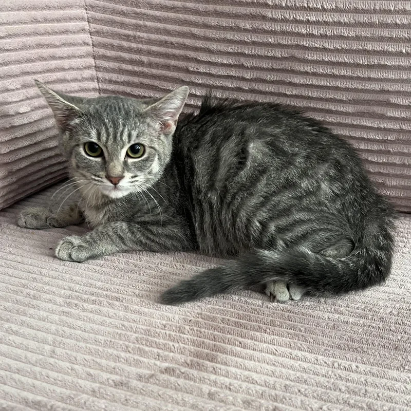 A baby medium-sized female Tabby (Gray / Blue / Silver) American Shorthair cat named Thyme for adoption in New York, NY