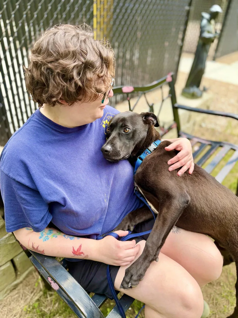 An adult medium-sized male Labrador Retriever dog named Marsala for adoption in West Cornwall, CT