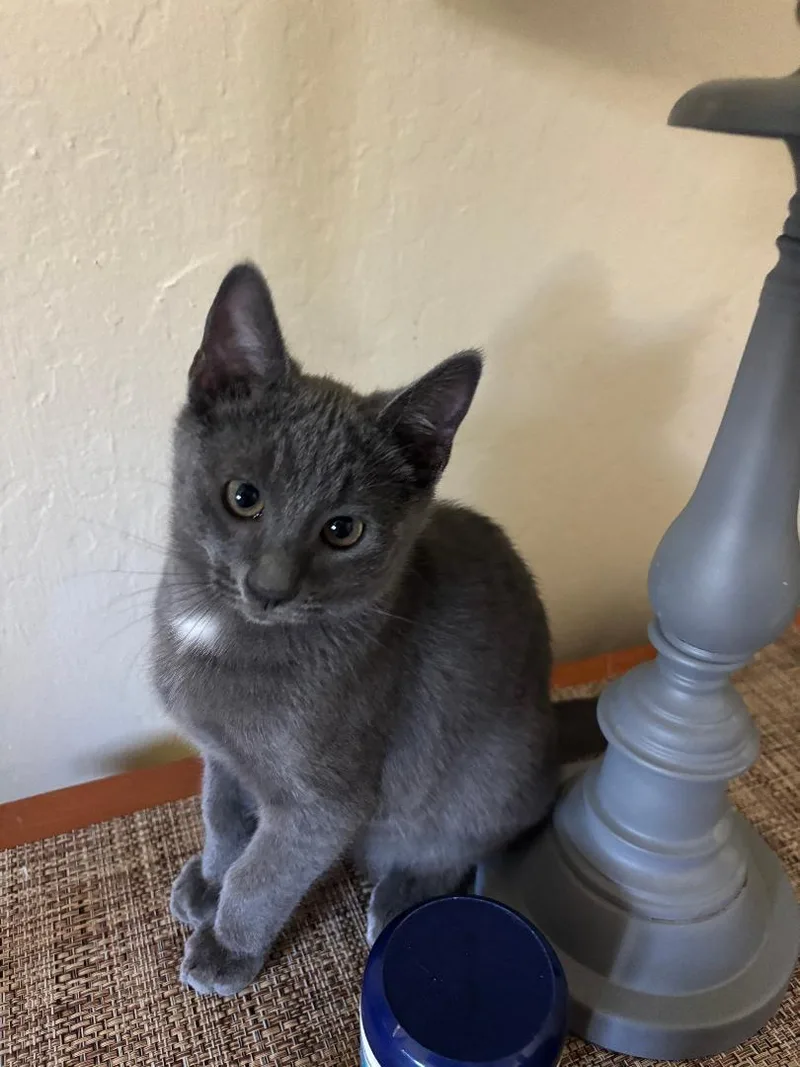 A baby medium-sized male Gray / Blue / Silver Domestic Short Hair cat named Chasen for adoption in Vacaville, CA