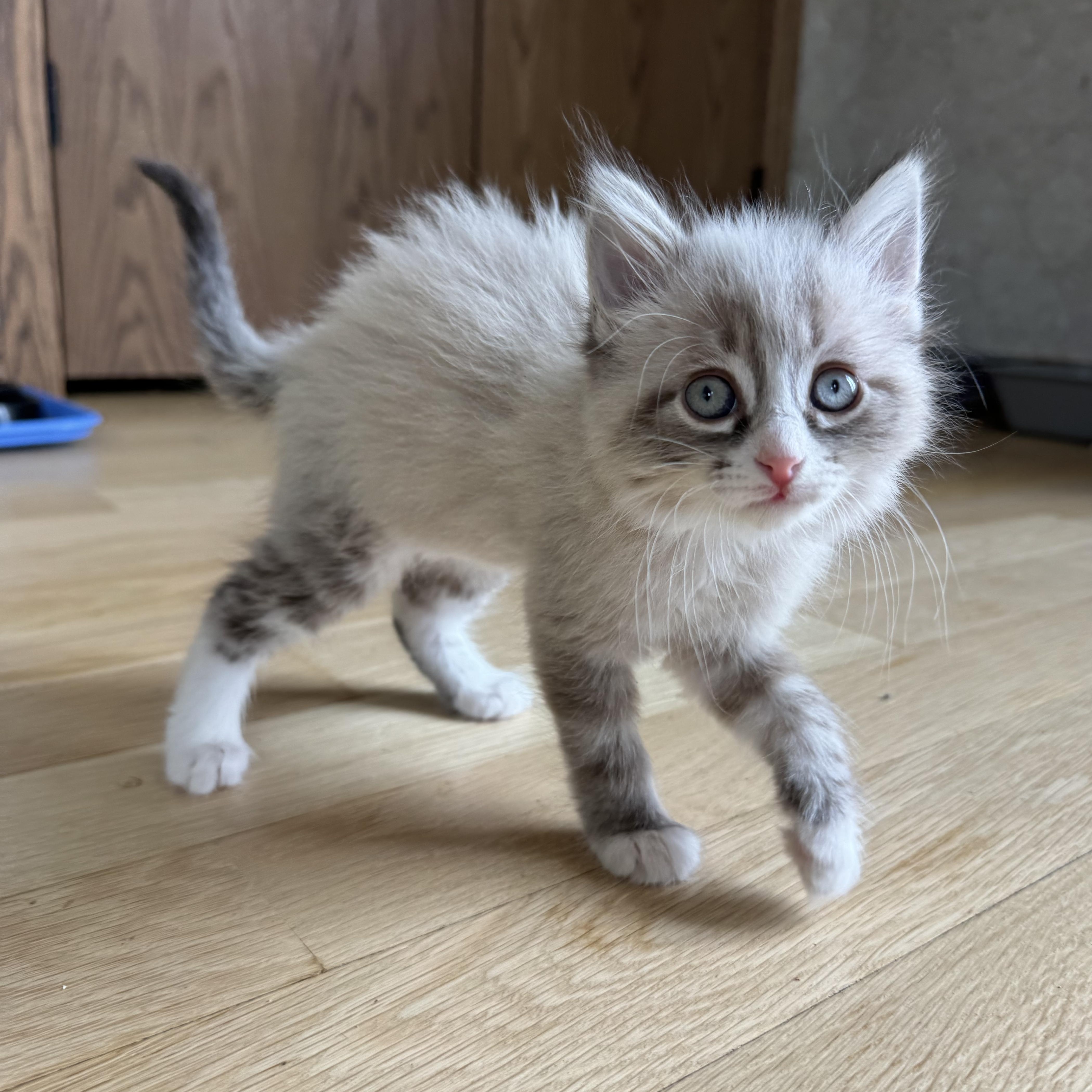 A baby medium-sized male Seal Point Siamese cat named Churro for adoption in Milwaukee, WI