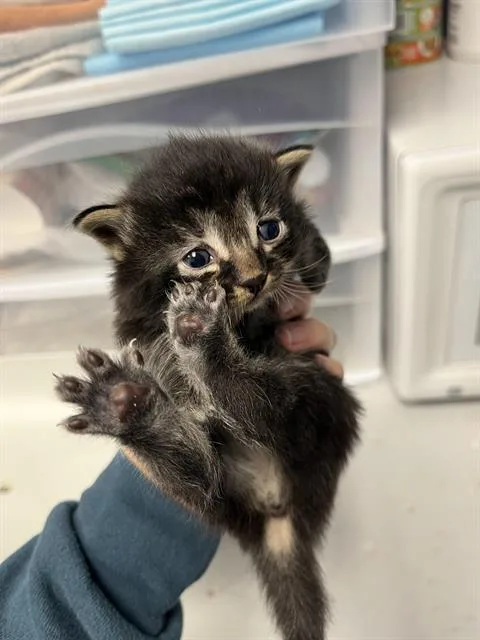 A baby small-sized female Domestic Medium Hair cat named Joey for adoption in Santa Cruz, CA