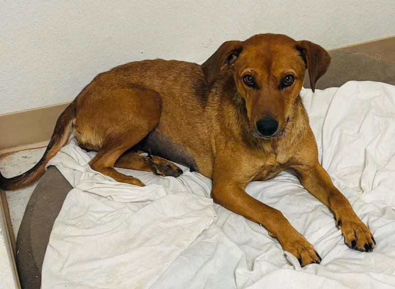 An adult medium-sized female Golden Shepherd dog named Brie for adoption in Evergreen, CO