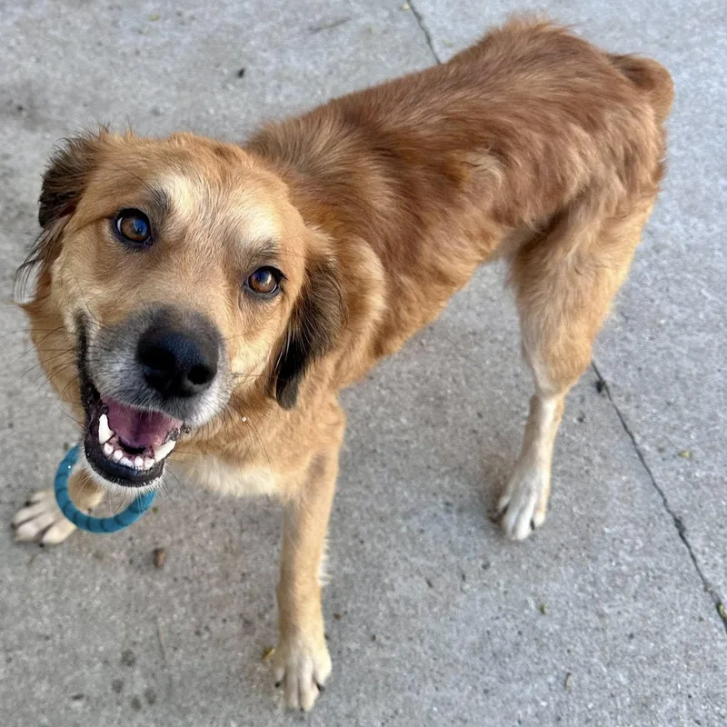 A young medium-sized female Mixed Breed dog named Clover for adoption in Joliet, IL