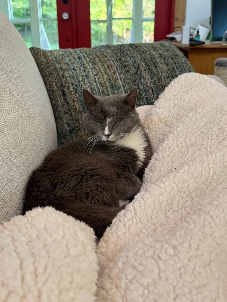 An adult medium-sized male Domestic Medium Hair cat named Chuck for adoption in Ellijay, GA