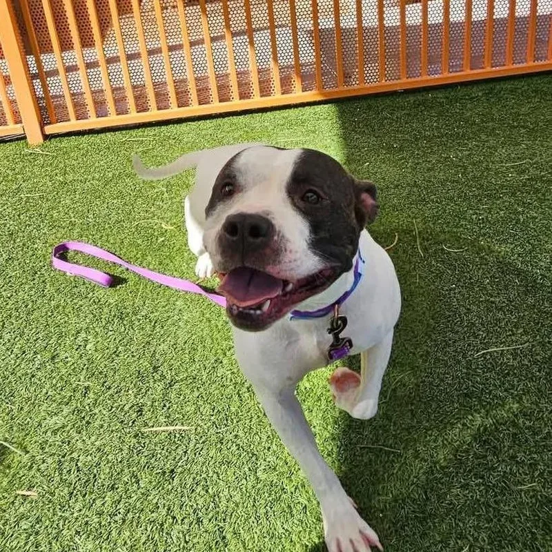 An adult large-sized male White / Cream Pit Bull Terrier dog named Commander A for adoption in Las Vegas, NV