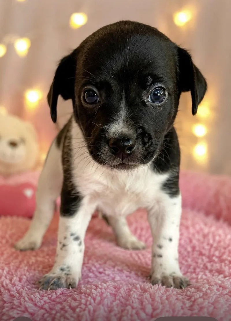 A baby small-sized male Chihuahua dog named Cedar for adoption in Margate, FL