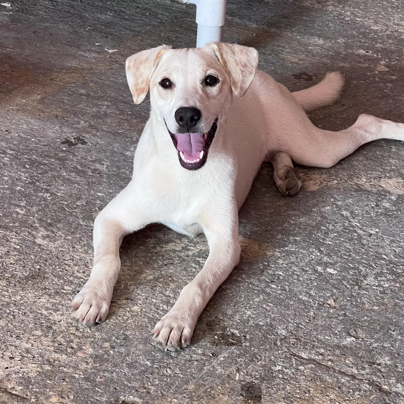 A baby medium-sized male Apricot / Beige Yellow Labrador Retriever dog named Once for adoption in Milwaukie, OR