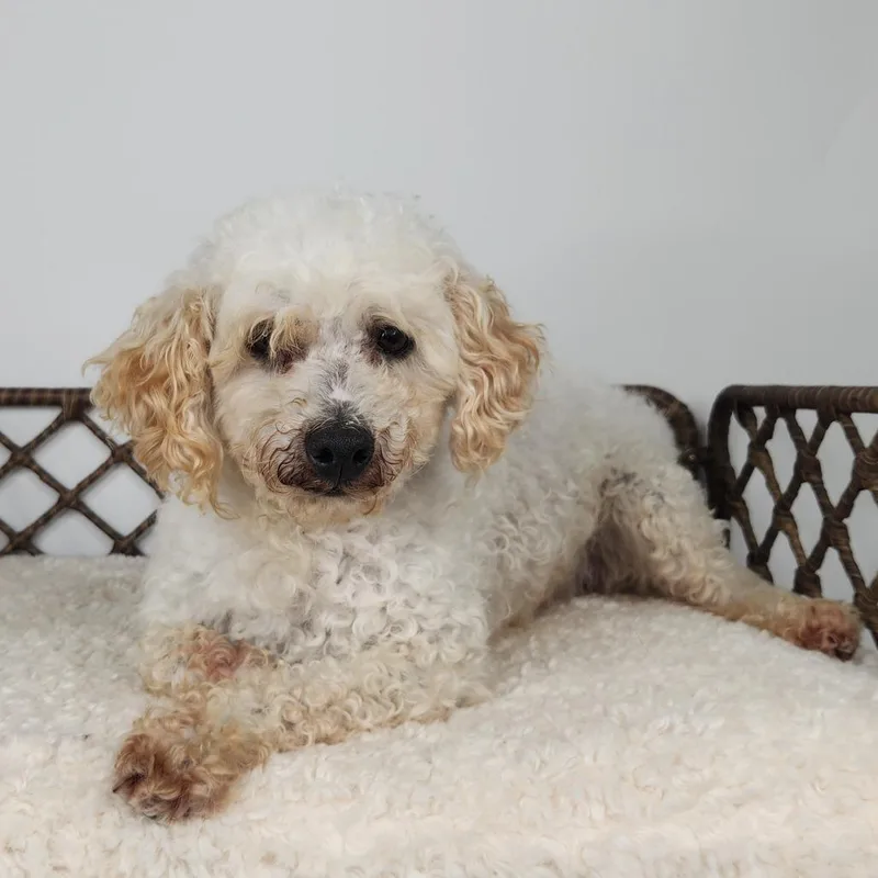 A senior small-sized male Bichon Frise dog named Wiseguy for adoption in Fort Wayne, IN